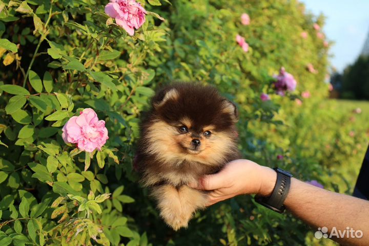 Померанский шпиц мальчик