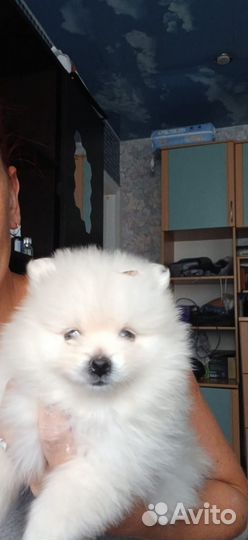 Продам шпица девочка