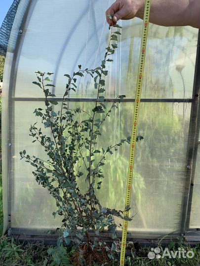 Спирея вангутта