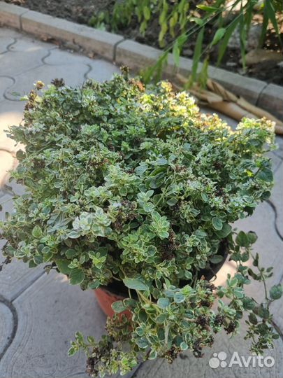 Душица пестролистая