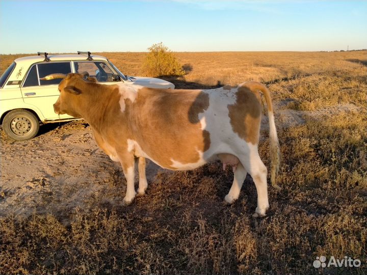 Продажа крс