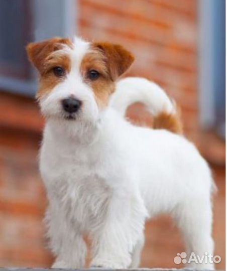 Щенки жесткошерстные джек Рассел терьер