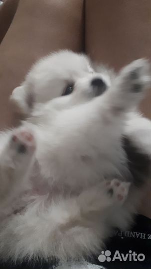 Щенки шпица