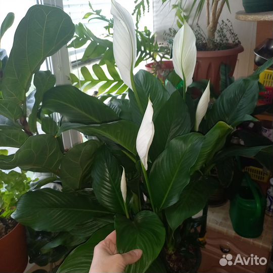 Спатифиллум Мауна Лоа