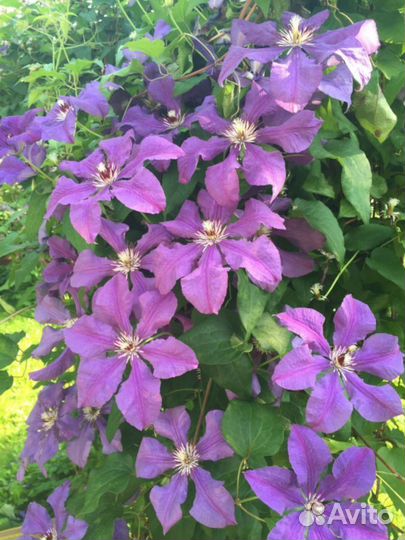 Клематисы Солина