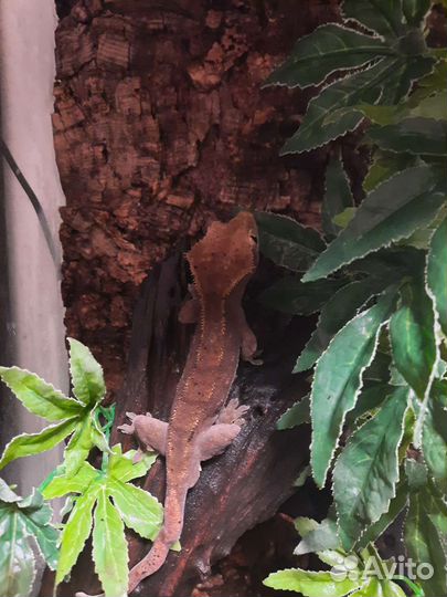 Геккон бананоед