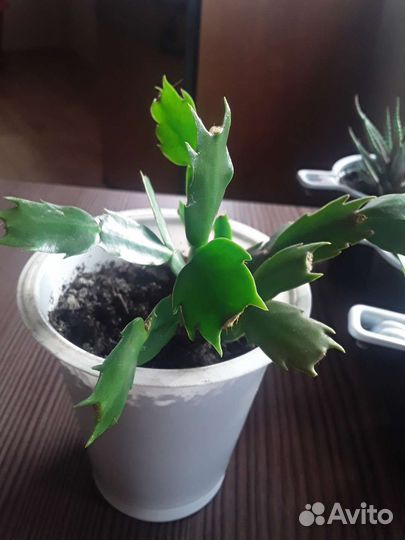 Кактусы и суккуленты