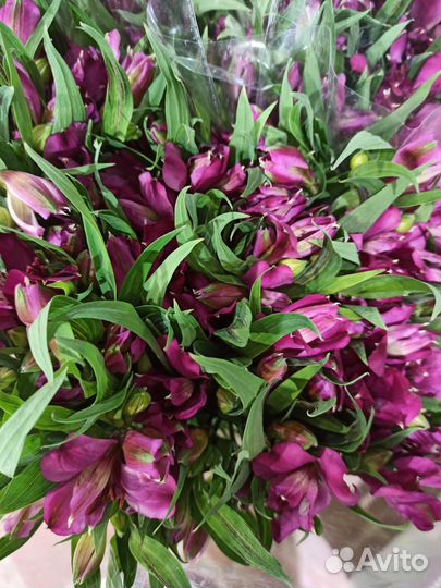 Альстромерия