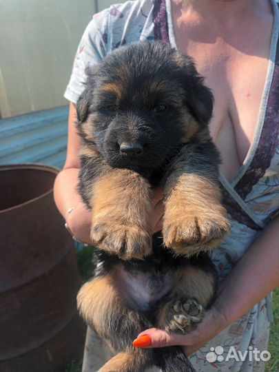 Щенки немецкой овчарки