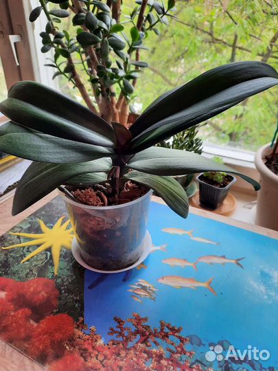 Орхидеи фаленопсис