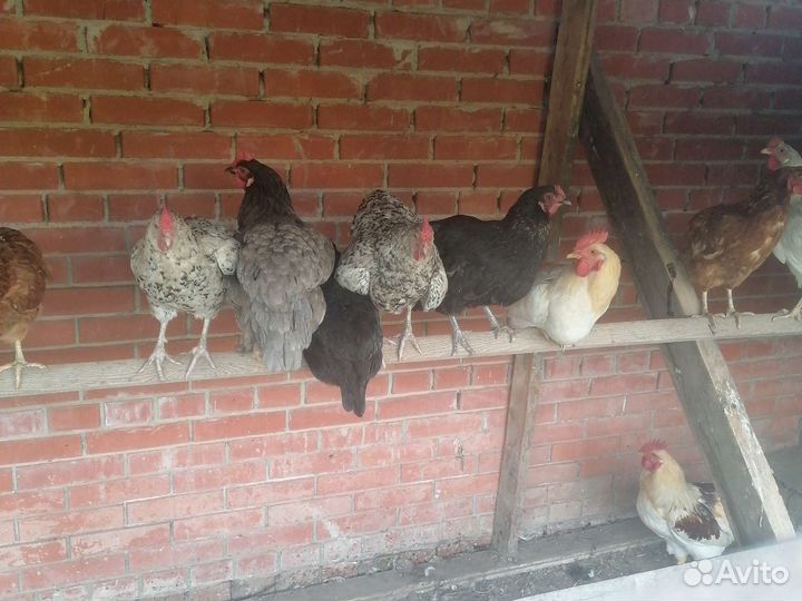Куры петухи