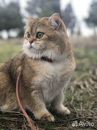 Британская шиншилла