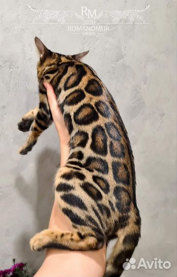 Бенгальская кошечка