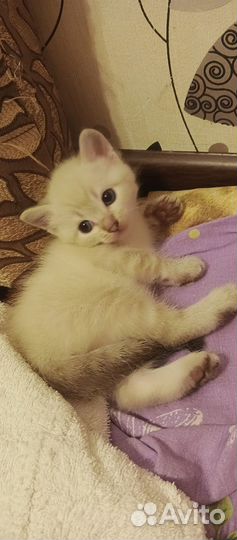 Котята в добрые руки приучены к лотку