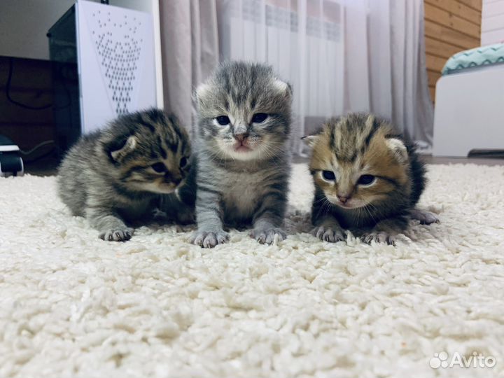 Котятки в добрые руки