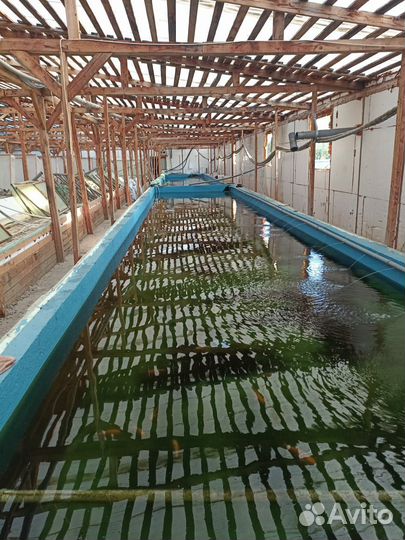 Австралийский рак малёк (посадочный материал)