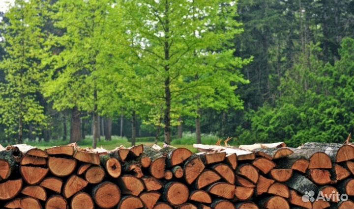Дрова дубовые