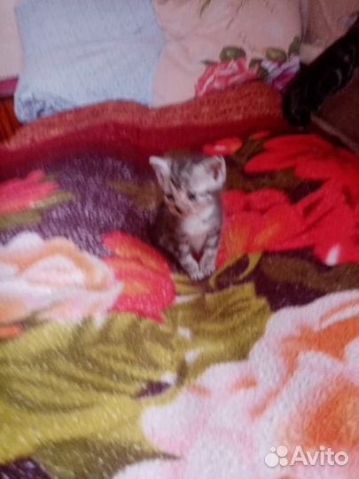 Британские котята