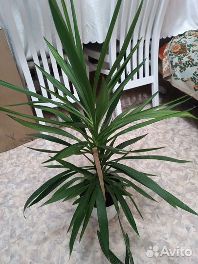 Диффенбахия, алоэ вера