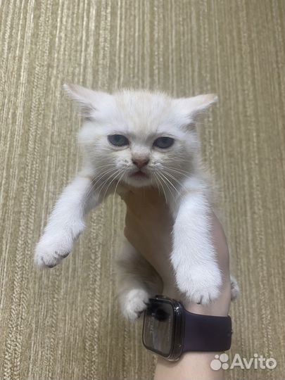 Котики в добрые ручки