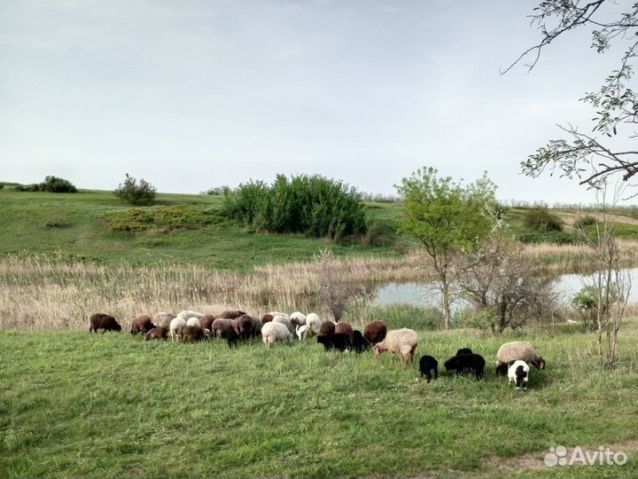 Овцы бараны ягнята оптом