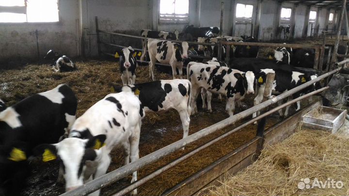 Телята мясной породы бычки