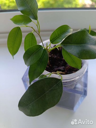Фикус бенджамина