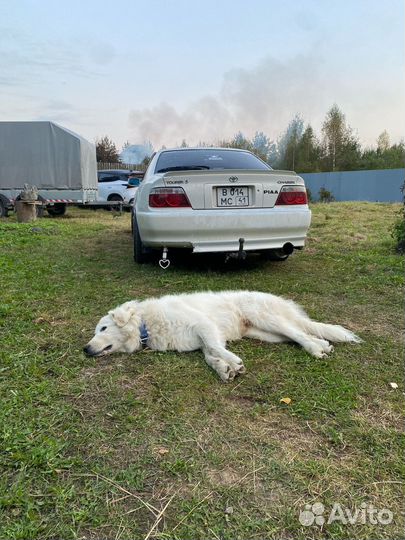 Фаркоп toyota chaser jzx100