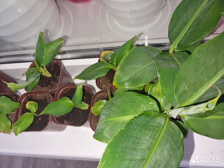 Карликовый банан