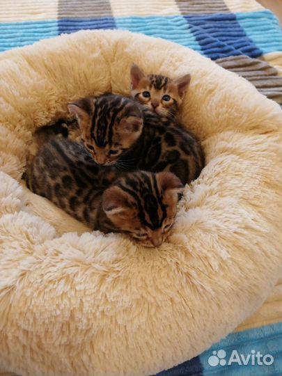Бенгальские котята с документами