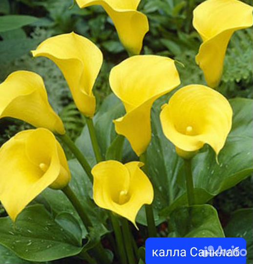 Каллы разные
