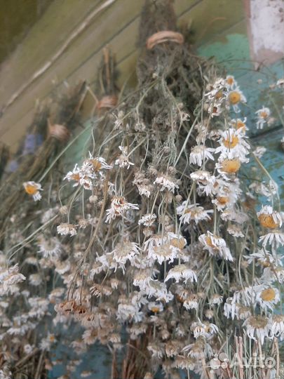 Ромашка сушёная в пучках