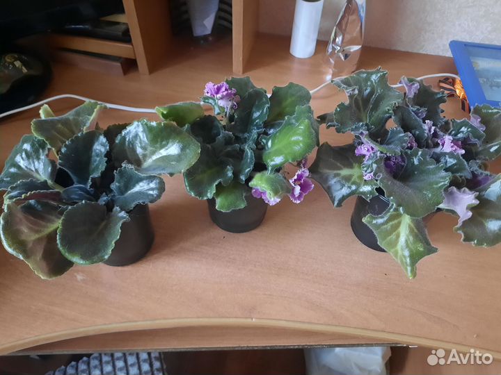 Комнатные цветы