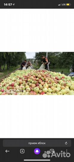 Яблоки падалица