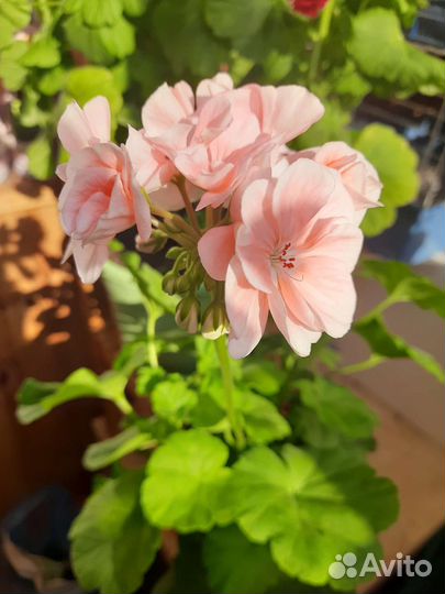 Пеларгония герань срез