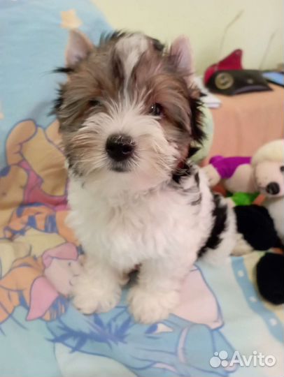 Бивер вязка