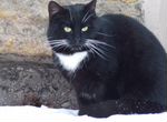 Черно-белый кот замерзает