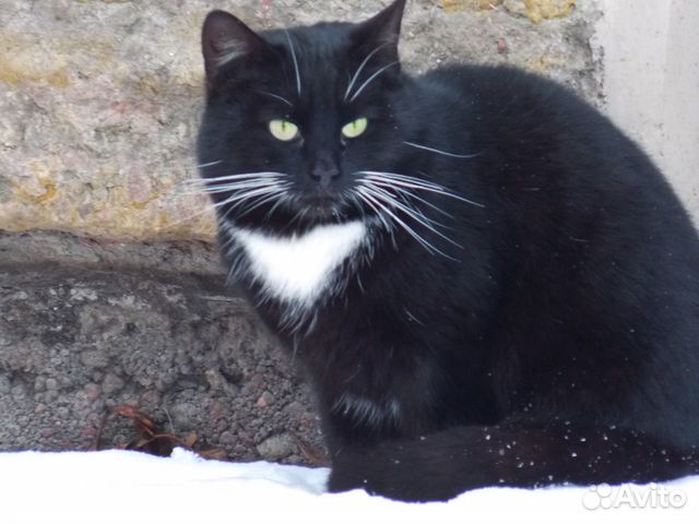 Черно-белый кот замерзает объявление продам
