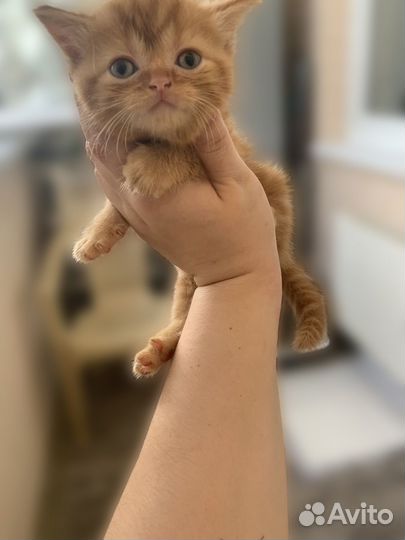 Шотландские котята