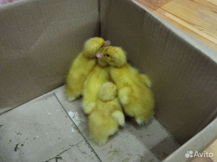 Яйца для инкубации. Утиное и куриное. Под заказ