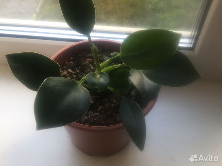 Филодендрон Грин принцесс