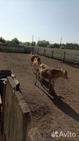 Джерсейская нетель, телочки