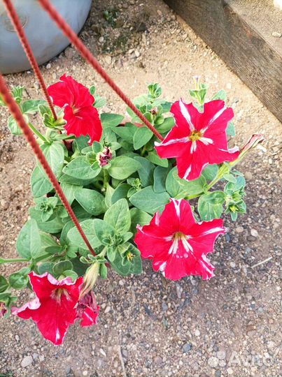 Петуния в кашпо