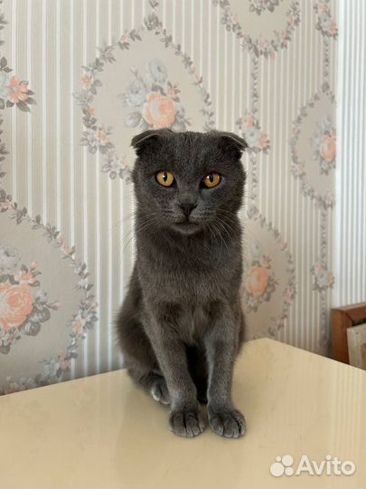 Котенок Интеллигент