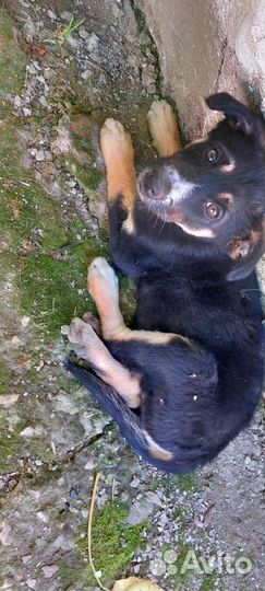 Щенки, мальчик и 2 девочки