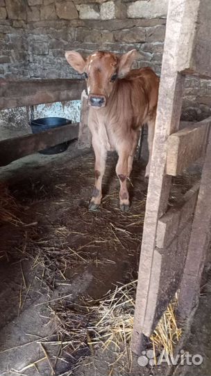 Телята бычки