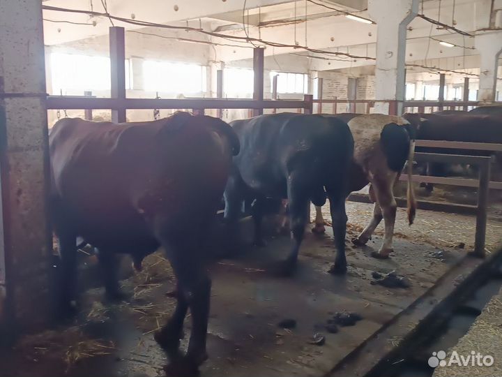 Быки на мясо живым весом