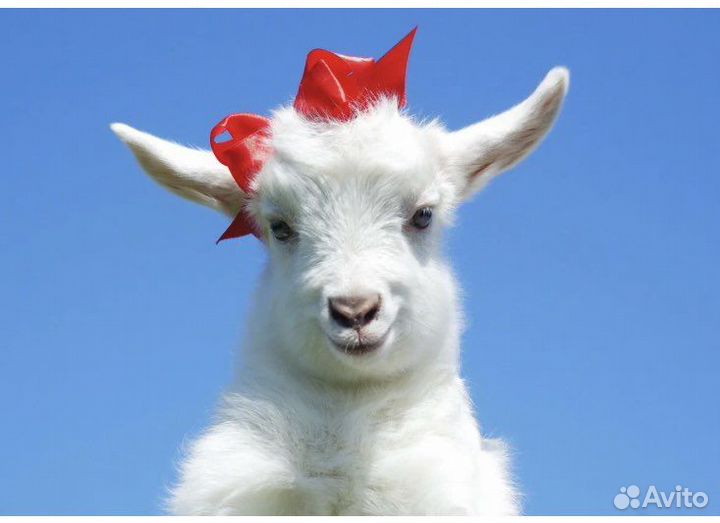 Коза дойная