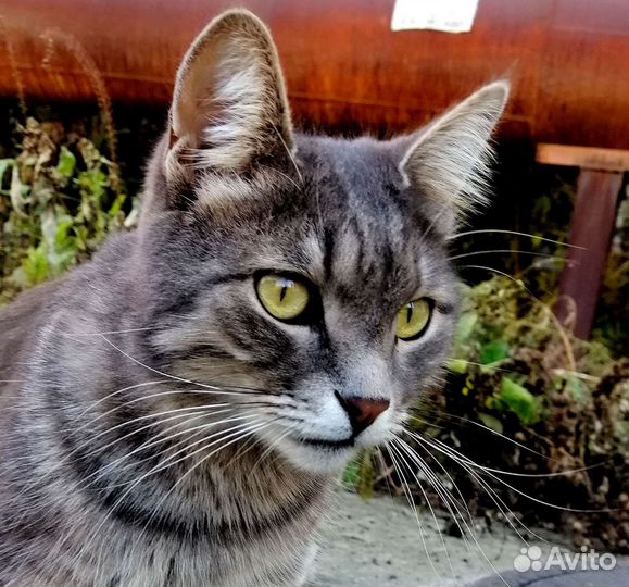 Невероятно ласковый серый котик в дар