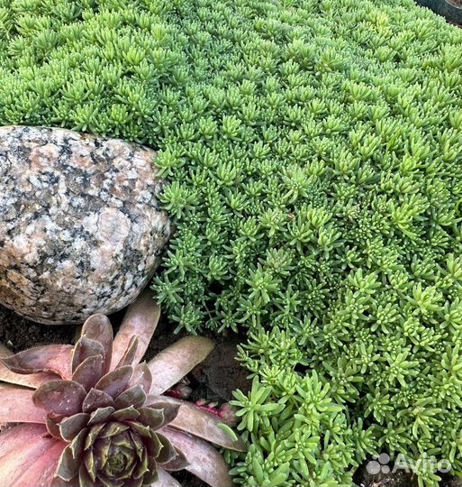 Очиток испанский